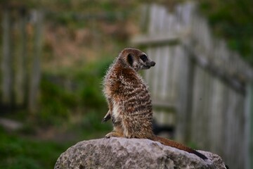 This photograph was taken on 5th October 2024 at Dudley zoo and castle, England. This meerkat was perfectly placed on the top of stacked stones looking out for predators to protect its family. 