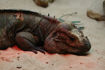 This photograph was taken on 5th October 2024 at Dudley zoo and castle, England. This ugly looking lizard was sat under a boiling hot heat lamp.