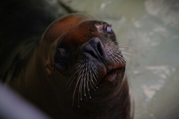 This photograph was taken on 5th October 2024 at Dudley zoo and castle, England. I wanted to capture this poor blind sea lion up close and personal.