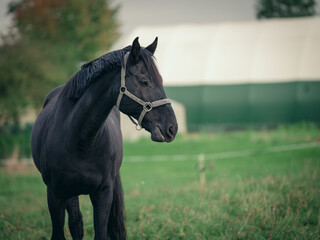 Czarny koń na łące. © Karolina