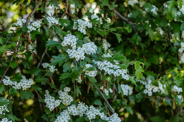 forest background, flowers and grass. tiny white flowers. Flowering hedges with lots of white flowers.