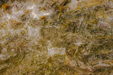 Salmon Swimming Upstream