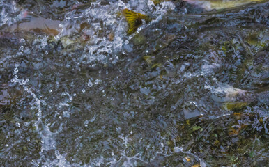 Salmon Swimming Upstream