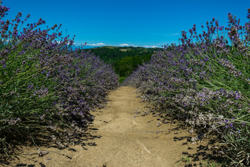 CAMPI DI LAVANDA