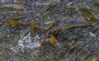 Salmon Swimming Upstream