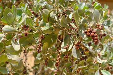 Fast growing landscape Button mangrove or Conocarpus erectus tree with lots of fresh and healthy pale green leaves and seeds in garden ecosystem