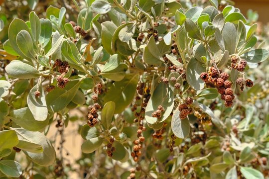 Fast growing landscape Button mangrove or Conocarpus erectus tree with lots of fresh and healthy pale green leaves and seeds in garden ecosystem