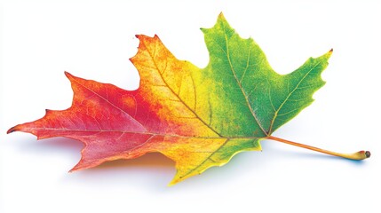 Autumn Leaf in Vibrant Colors of Red and Green
