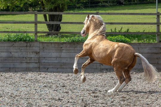 Section D Welsh cob palomino stallion bucking and bronking in a outdoor arena 