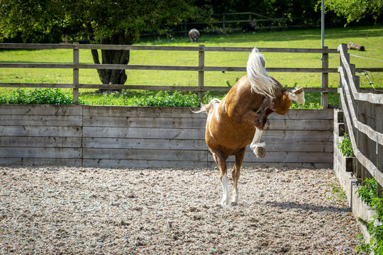 Section D Welsh cob palomino stallion bucking and bronking in a outdoor arena 