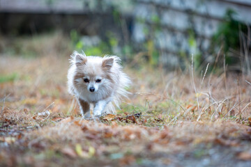 Small fluffy dog in the long grass, Image shows a crossbred dog Chihuahua crossed with Pomeranian also known as a Pomchi playing around the stables on a small farm in Surrey