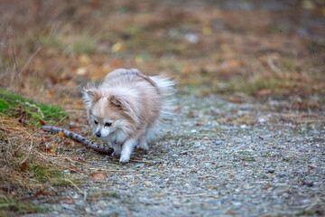 Small fluffy dog in the long grass, Image shows a crossbred dog Chihuahua crossed with Pomeranian also known as a Pomchi playing around the stables on a small farm in Surrey