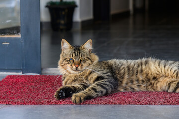 A Tabby Cat Relaxing on a Red Mat in a Cozy Entrance During a Sunny Afternoon With Serene...