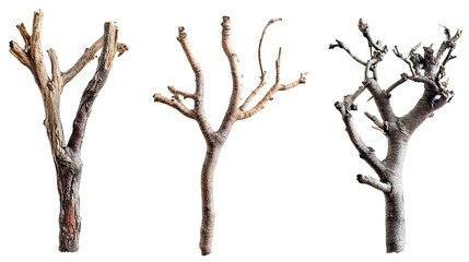 Fototapeta premium Set of Dry Tree Branches Isolated on a White Background for Decor Generative AI