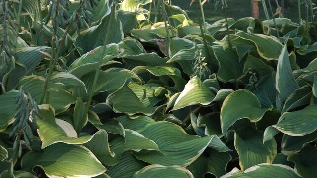 Hostas, with their lush, textured leaves, create a tropical oasis in the heart of summer. These versatile plants can add a variety of beauty and a touch of elegance to any garden.