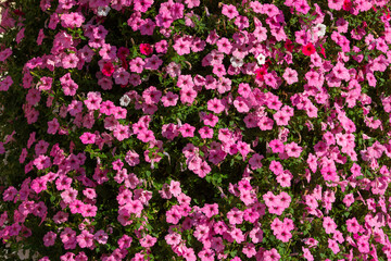 Petunia  purple Petunias in the pot. Lush blooming colorful common garden petunias in city park