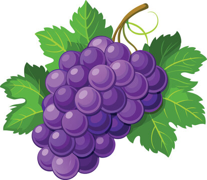 recommend clip art: Bunch of a grapes, vector illustration 