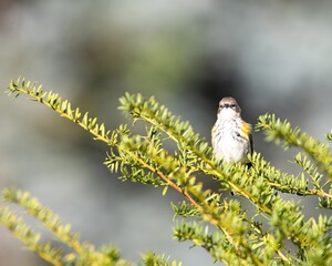 Yellow-Rumped Warbler