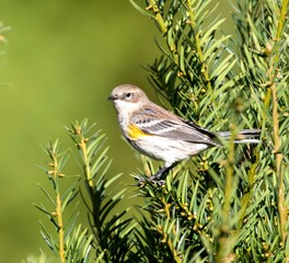Yellow-Rumped Warbler