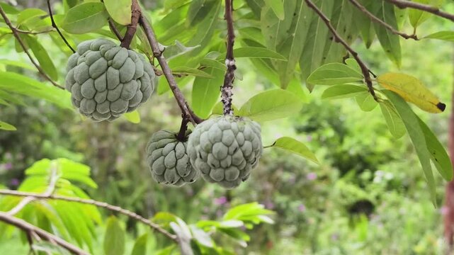 soursop or Annona squamosa fruit blown by the wind