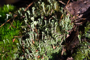 green lichen podentium closeup selective focus