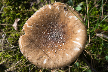 Amanita pantherina,  panther cap fungus  closeup selective focus