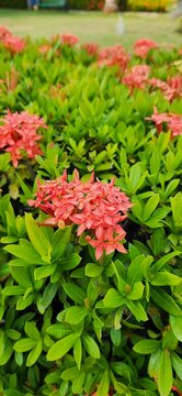 ecotourism South America, ixora coccinea, red and green leaves