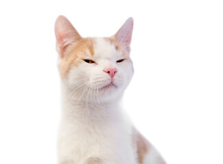 A shorthair cat squinting its eyes