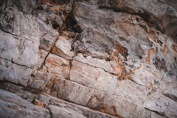 Captures a dense cluster of green leaves and small, round berries on a plant. The foliage is rich and vibrant, with the leaves appearing thick and waxy, arranged in clusters along thin branches.