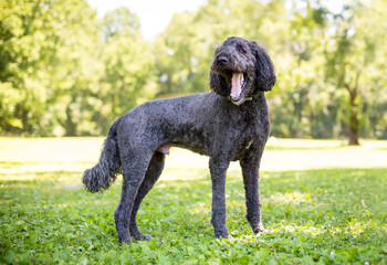 A gray Poodle dog standing outdoors and yawning