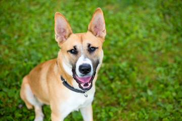 A mixed breed dog looking up at the camera with a happy expression