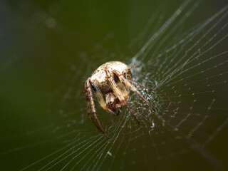 Cyclosa