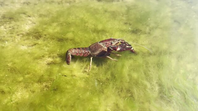 A Louisiana crayfish (Procambarus clarkii), classified as invasive and harmful in Europe, slowly moves over a green bed of grass. check my gallery for crayfish footage.