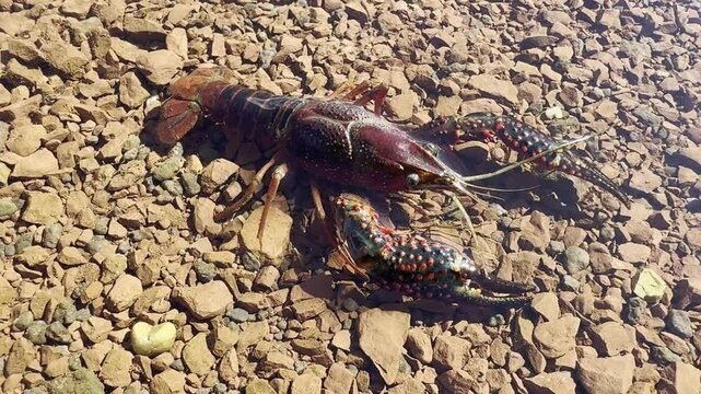 A close-up of a Louisiana crayfish (Procambarus clarkii) showcases its vibrant red coloration and sharp claws. Check my portfolio for crayfish footage.