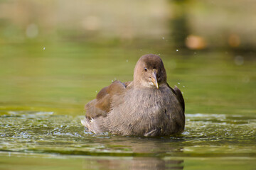 young common moorhen is floating on water close-up