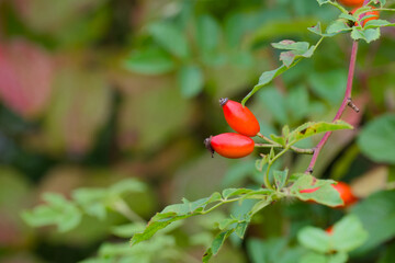 autumn harvest, red rose hips on a twig close-up