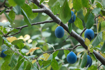 Ripe plums growing on tree in garden