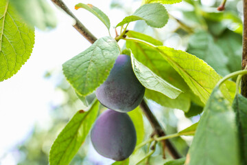 Ripe plums growing on tree in garden, closeup