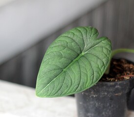 Beautiful Alocasia Melo Badak with Blur Background, Texture of ALocasia