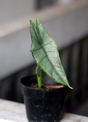 Beautiful Alocasia heterophylla, Alocasia 'Dragon's Breath' 