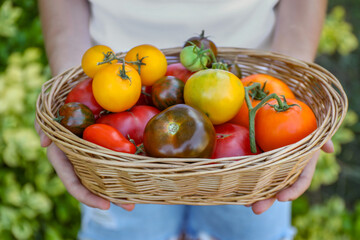 Woman holding wicker basket of different fresh tomatoes outdoors, closeup