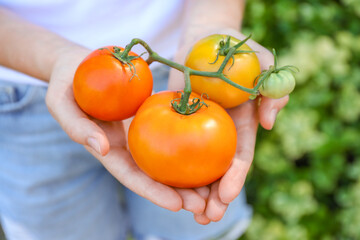Woman holding branch of fresh tomatoes outdoors, closeup
