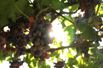 Ripe juicy grapes growing in vineyard outdoors