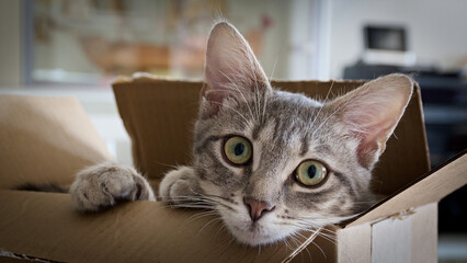 This is a cat of five month. Hi is a female. his name is Ubunta