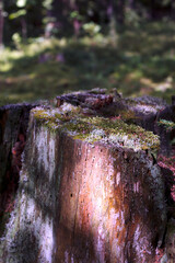 moss covered old tree stump in summer forest