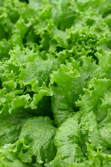 close up of fresh green lettuce in summer garden