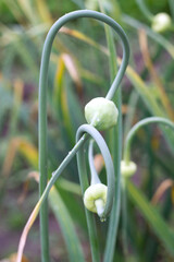close up of garlic flowers in summer garden