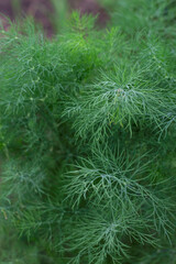 close up of green aromatic dill plants in summer garden