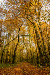 Autumn tall trees forest during sunset