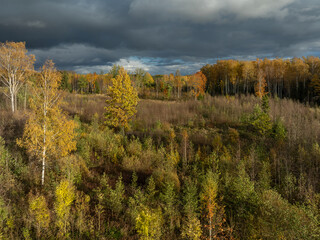 forest in autumn